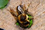 Leaf Cutter Bee